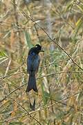 Drongo à raquettes