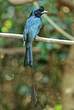 Drongo à raquettes