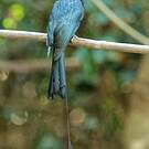 Drongo à raquettes