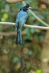 Drongo à raquettes