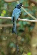 Drongo à raquettes