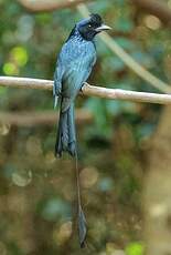 Drongo à raquettes