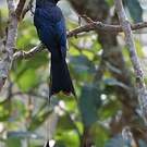 Drongo à raquettes