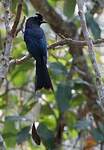 Drongo à raquettes