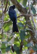 Drongo à raquettes