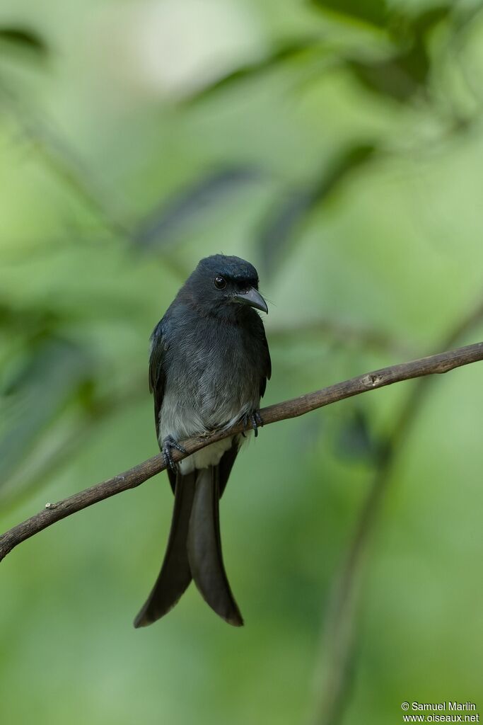 Drongo à ventre blancadulte