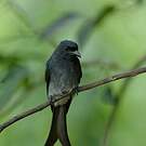 Drongo à ventre blanc