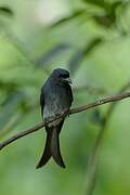 White-bellied Drongo