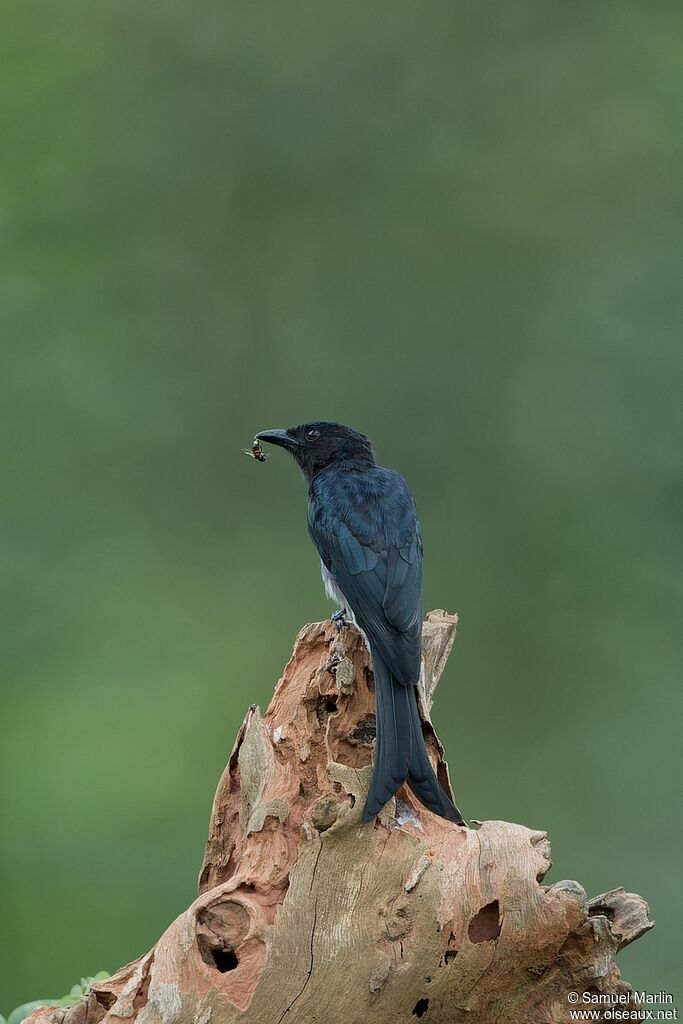 White-bellied Drongoadult, fishing/hunting