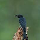 Drongo à ventre blanc