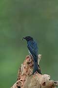 Drongo à ventre blanc