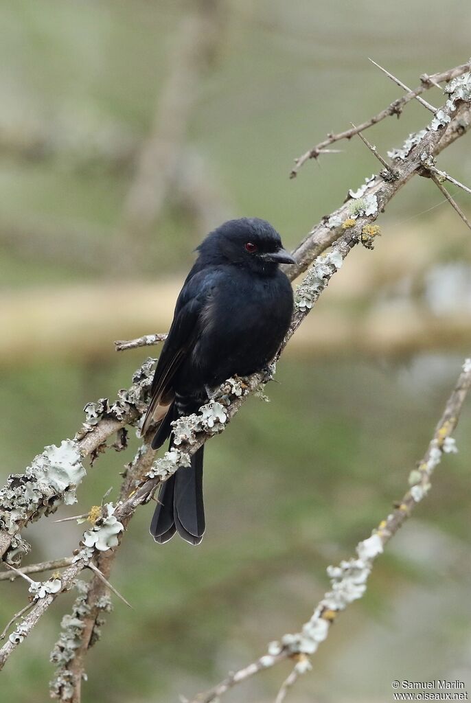 Fork-tailed Drongoadult