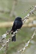 Fork-tailed Drongo