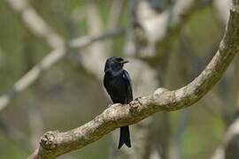 Fork-tailed Drongo