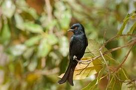 Fork-tailed Drongo