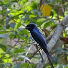 Drongo bronzé