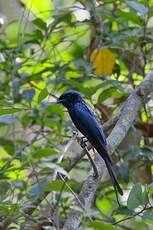 Drongo bronzé