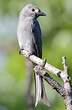 Drongo cendré