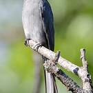 Drongo cendré