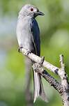 Drongo cendré