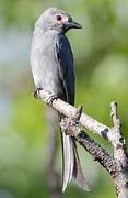Drongo cendré
