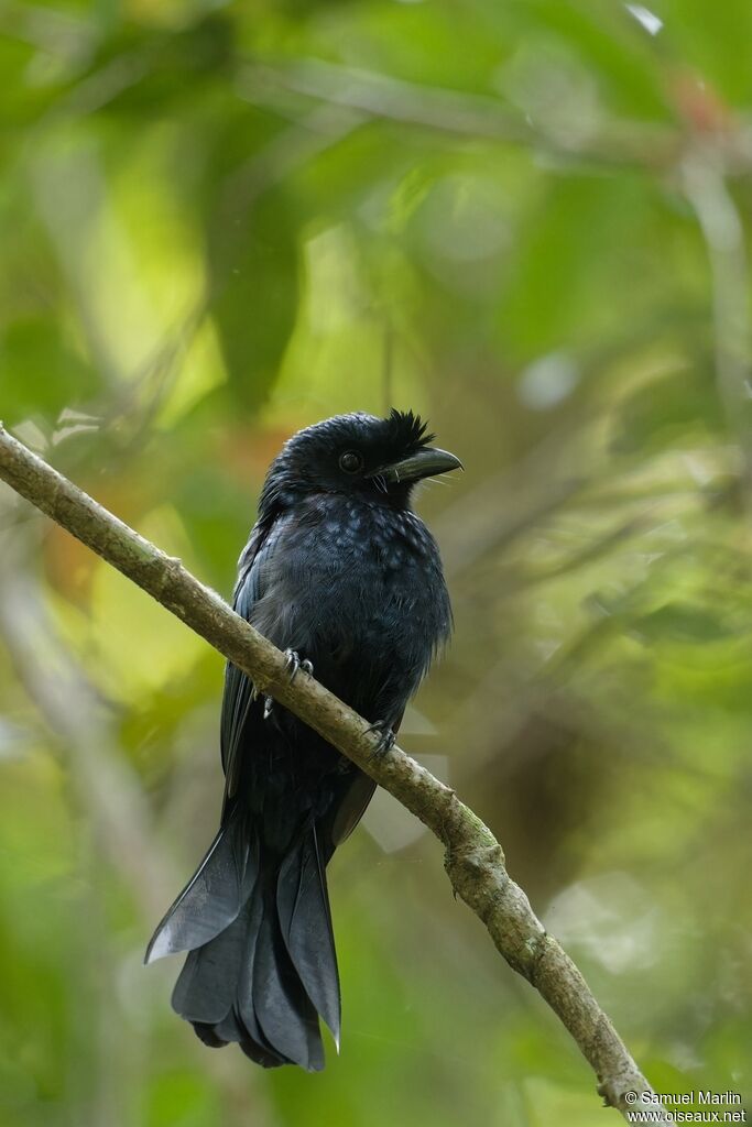 Drongo du Sri Lanka