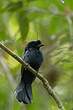 Drongo du Sri Lanka