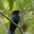 Drongo du Sri Lanka