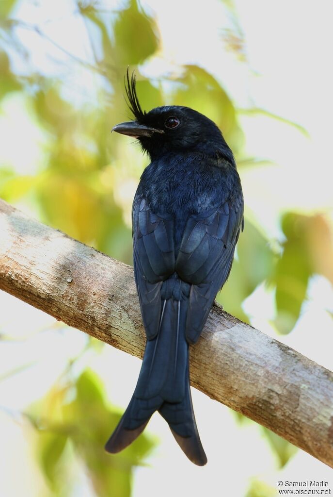 Crested Drongoadult