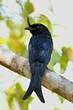 Drongo malgache