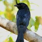 Drongo malgache