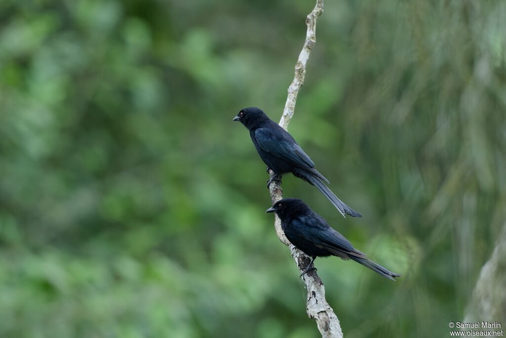 Velvet-mantled Drongoadult