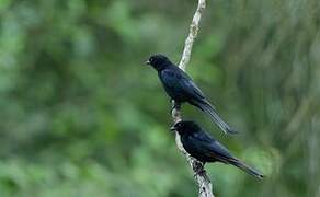 Velvet-mantled Drongo