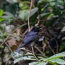 Drongo modeste