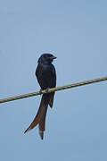 Black Drongo