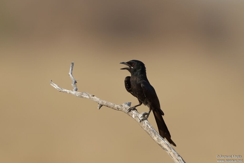 Drongo royaladulte