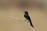 Drongo royal