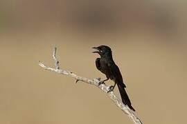 Black Drongo