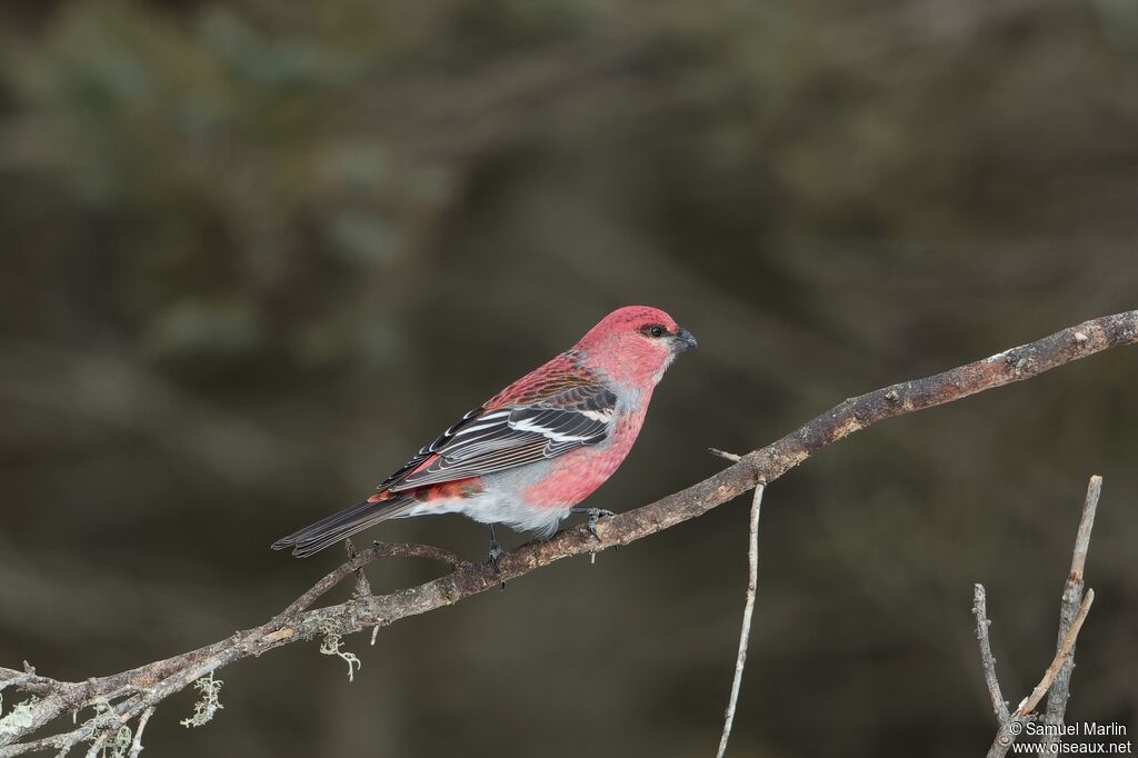 Pine Grosbeak male adult