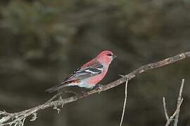 Pine Grosbeak