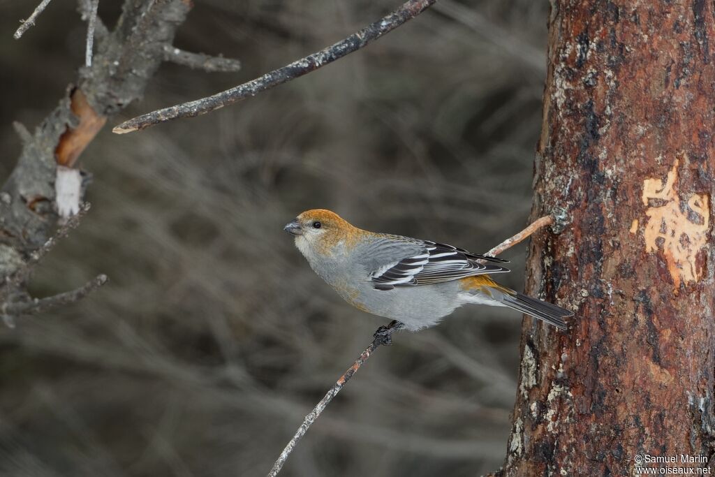 Pine Grosbeak female adult