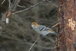 Pine Grosbeak