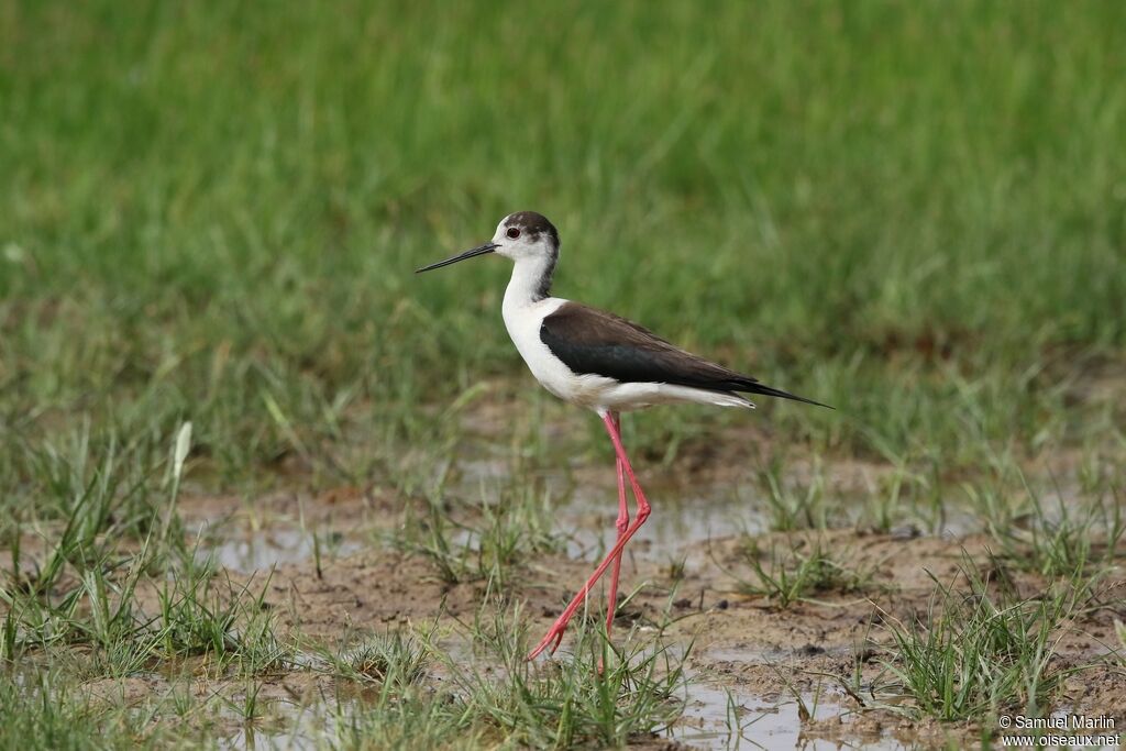 Black-winged Stilt male adult