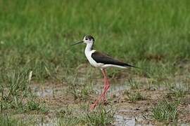 Black-winged Stilt