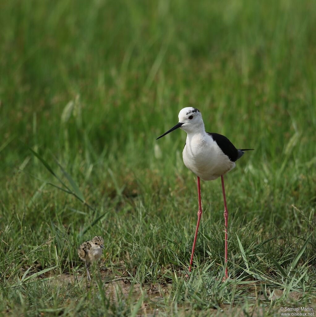 Échasse blanche