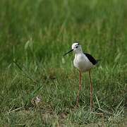 Black-winged Stilt