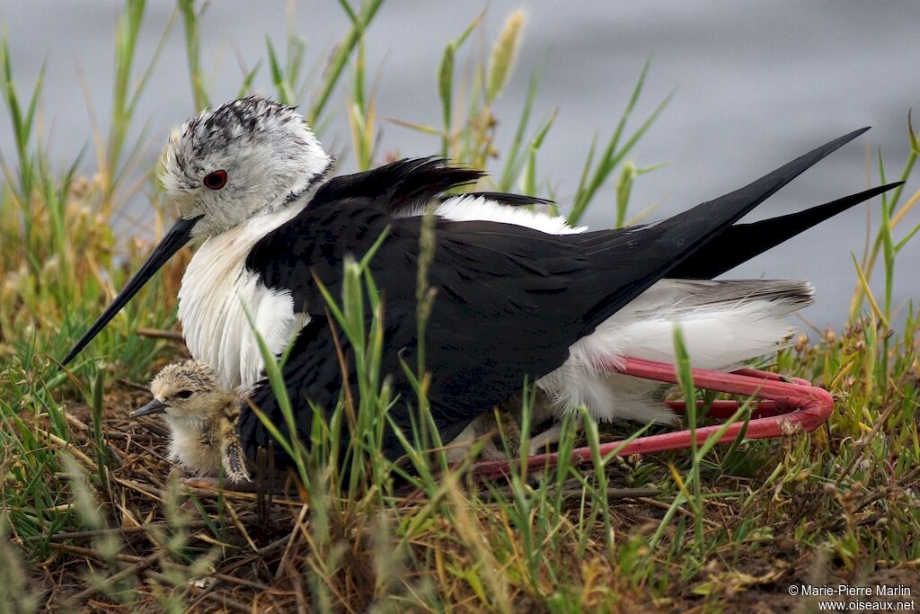 Black-winged Stilt