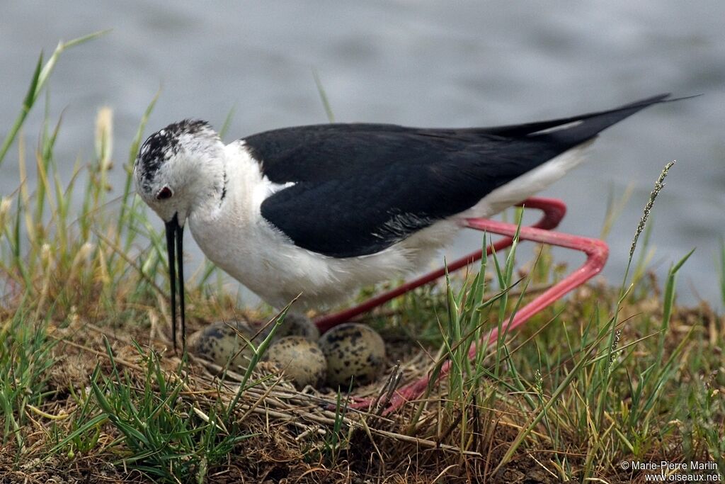 Black-winged Stilt female adult, Reproduction-nesting