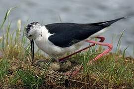 Black-winged Stilt