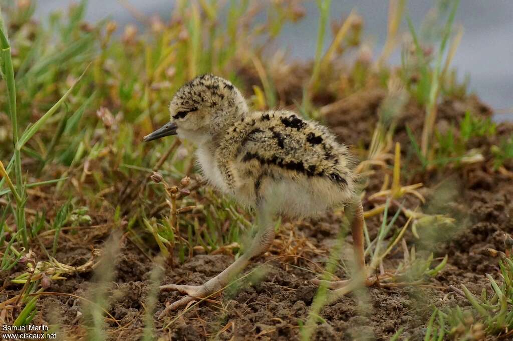 Black-winged StiltPoussin, identification